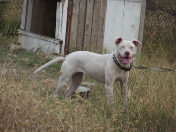 Photo of the dog