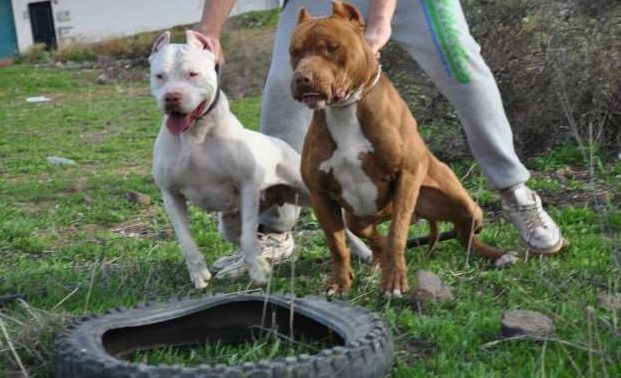 Photo of the dog