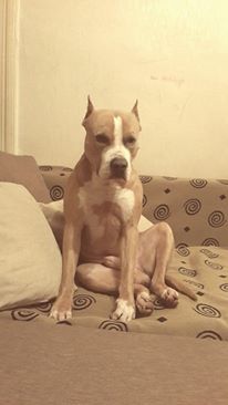 Photo of the dog
