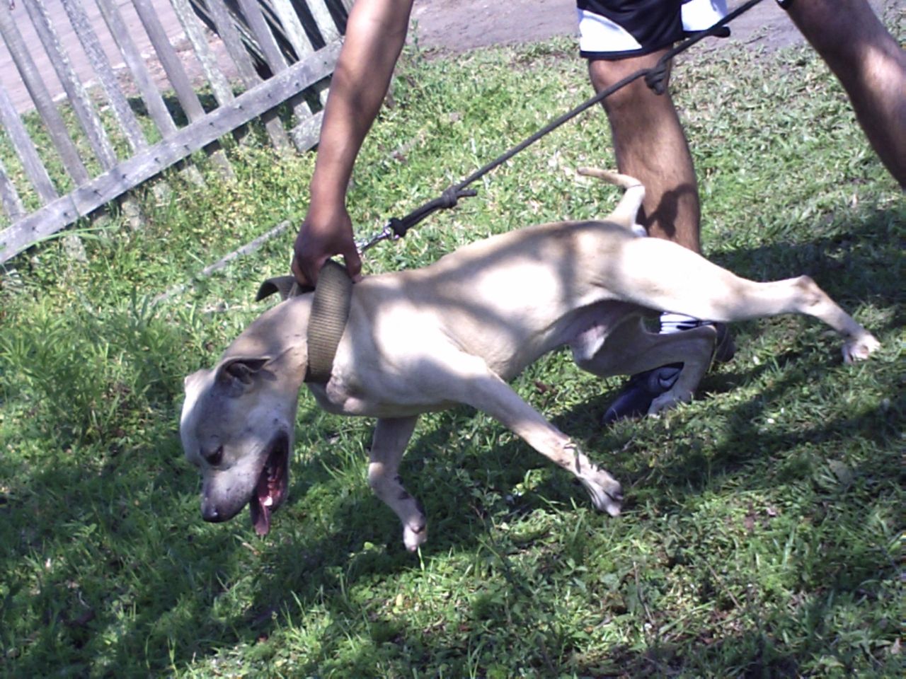 Photo of the dog