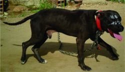 Photo of the dog