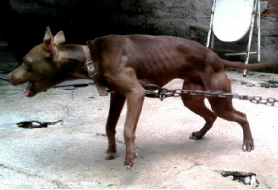 Photo of the dog