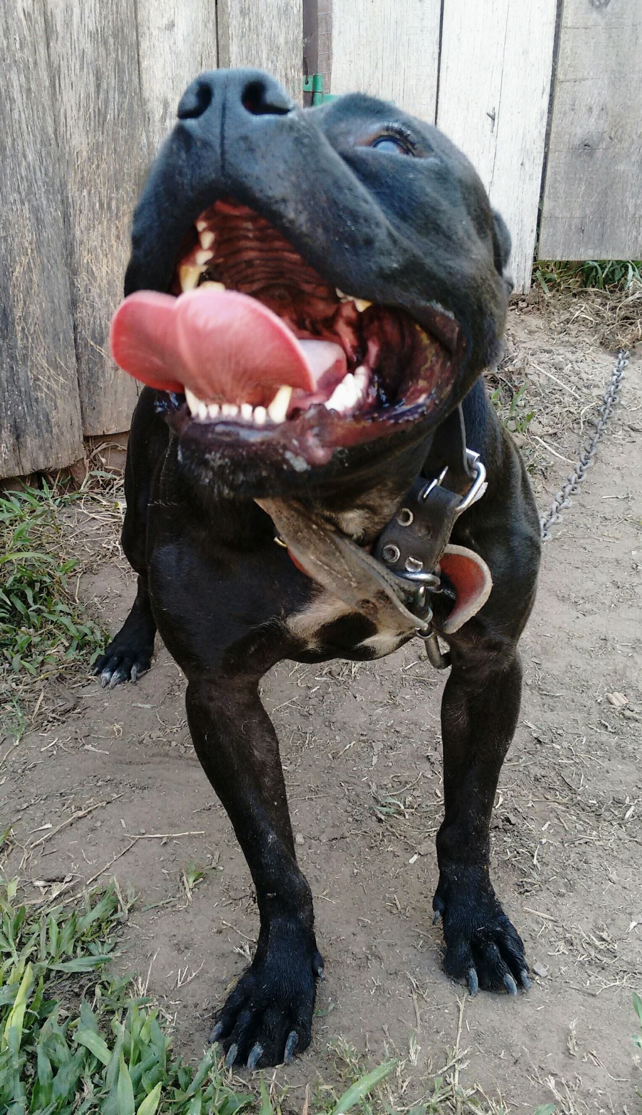 Photo of the dog