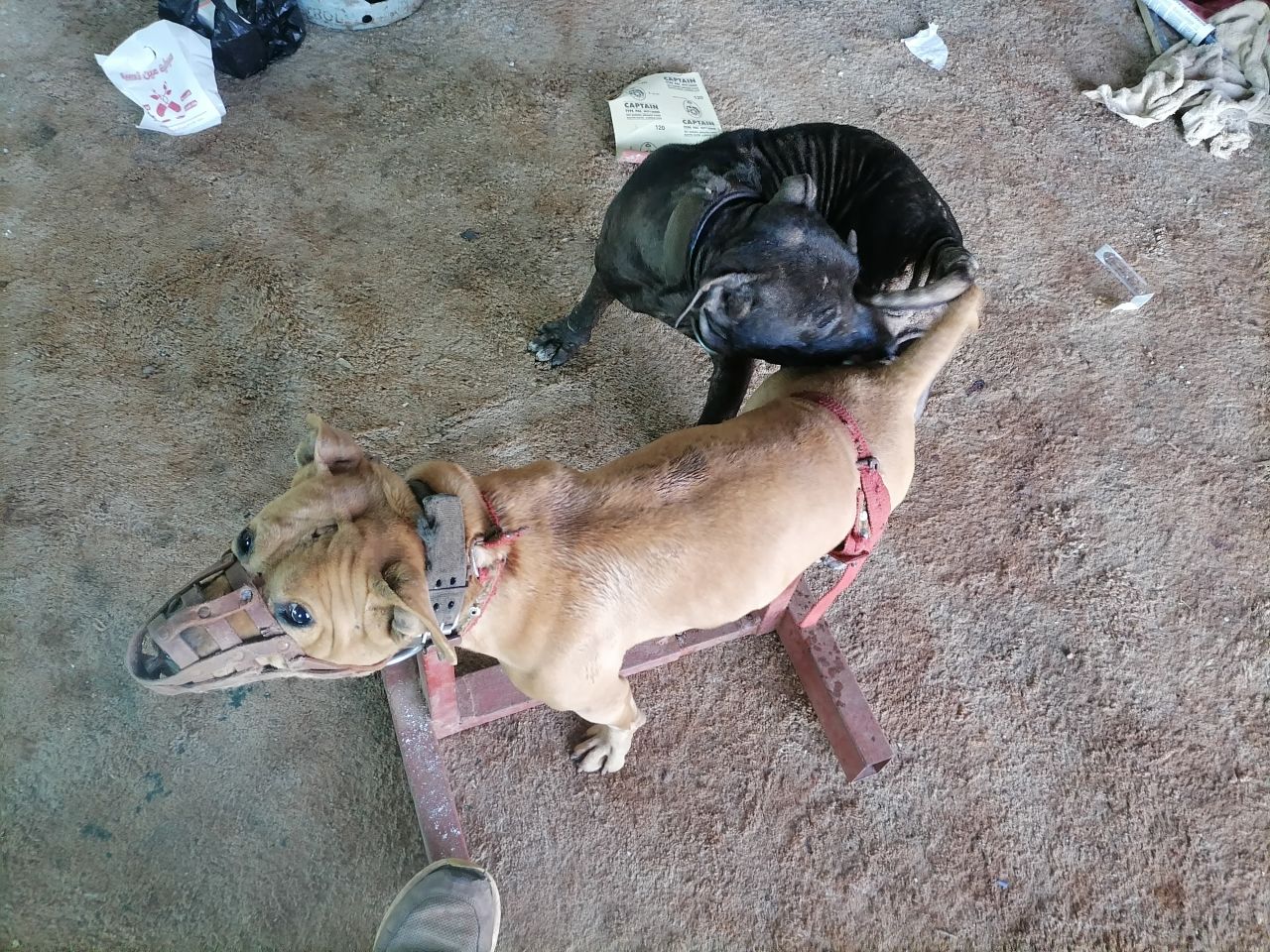 Photo of the dog