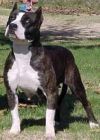 Photo of the dog