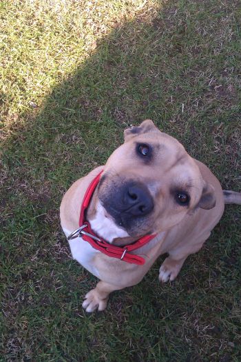 Photo of the dog