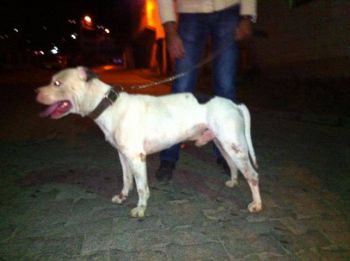 Photo of the dog