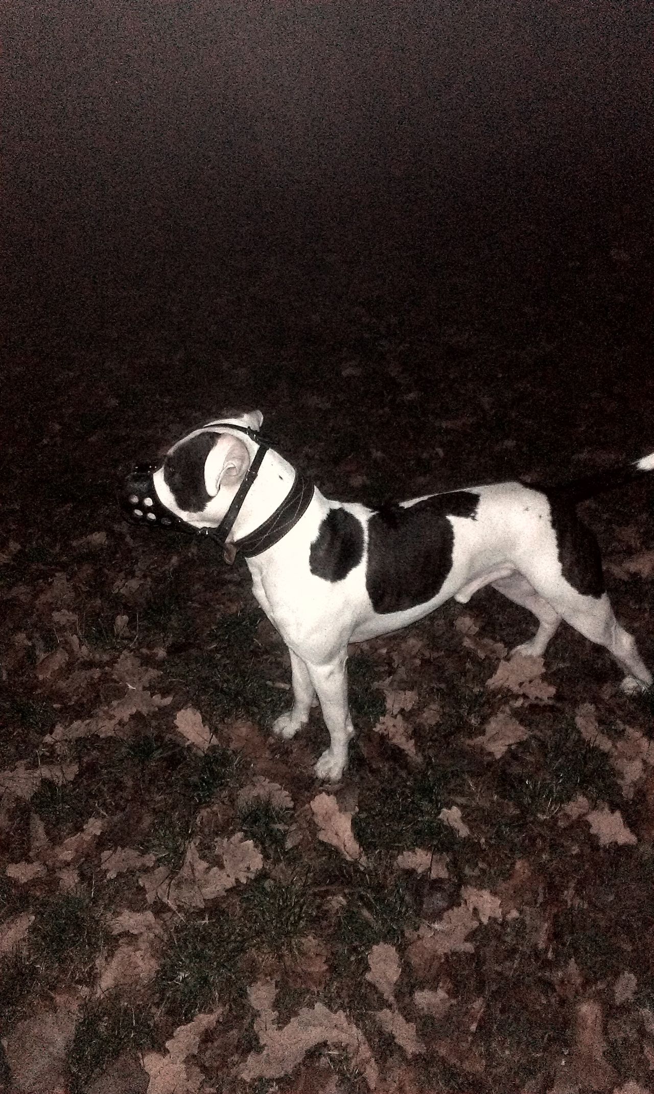 Photo of the dog