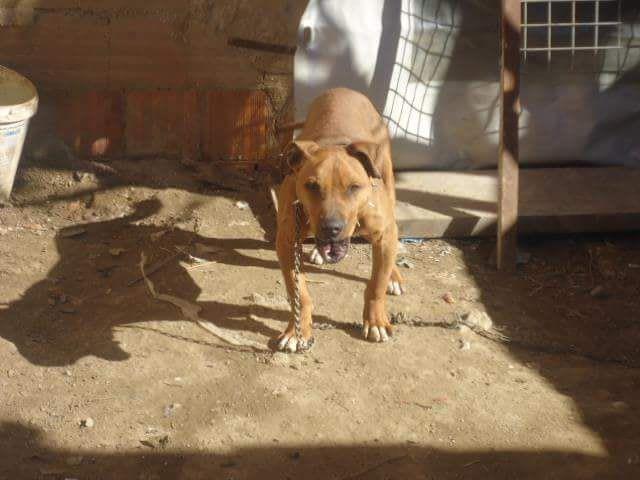 Photo of the dog