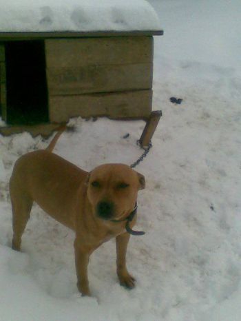 Photo of the dog
