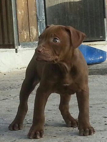 Photo of the dog