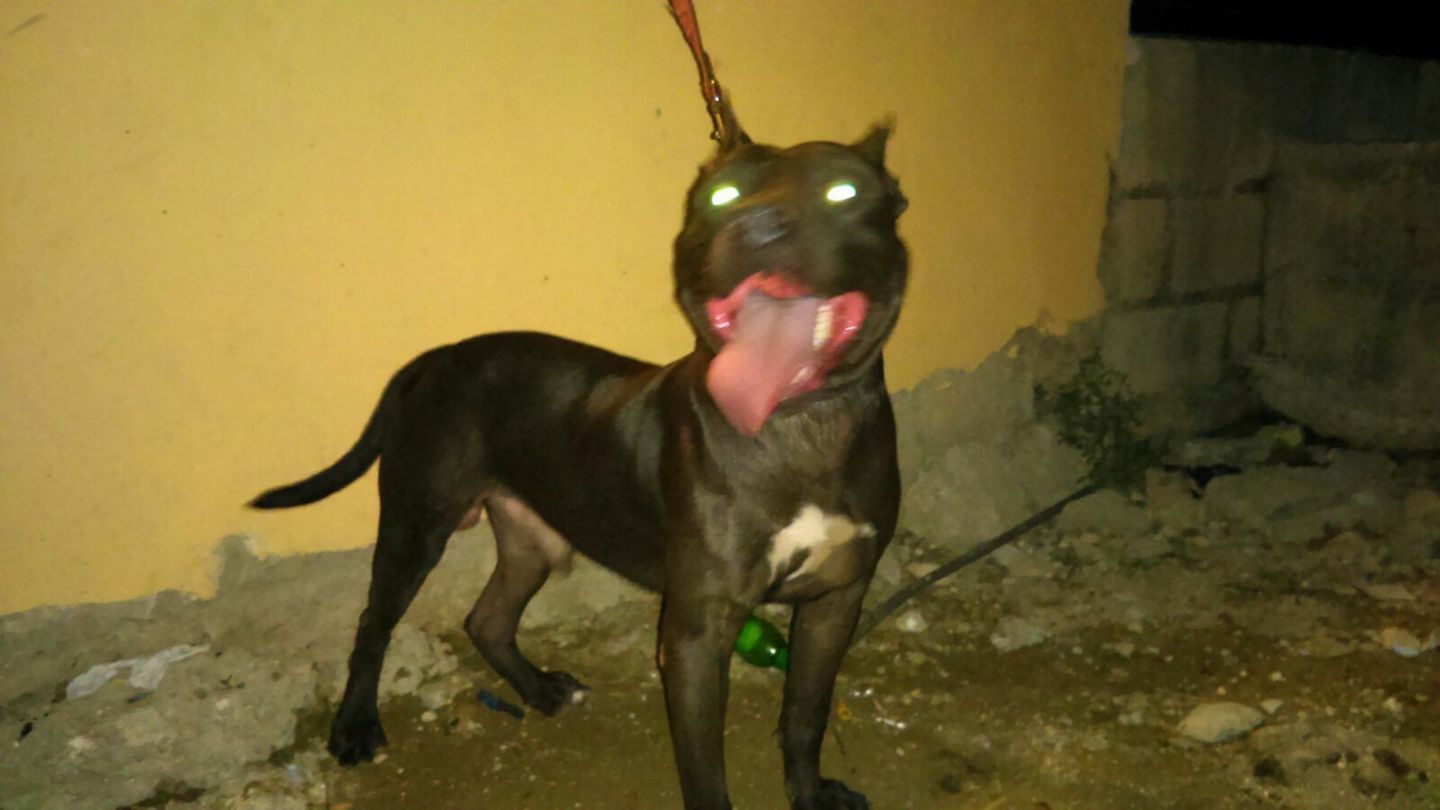 Photo of the dog