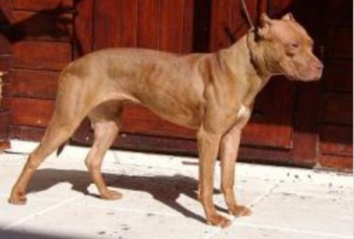 Photo of the dog