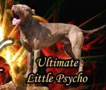 Photo of the dog
