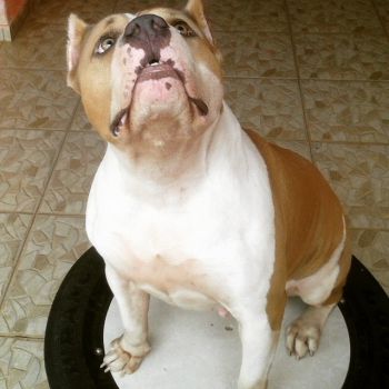 Photo of the dog