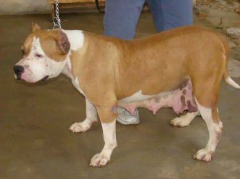 Photo of the dog