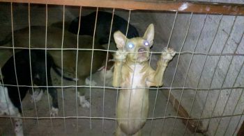 Photo of the dog