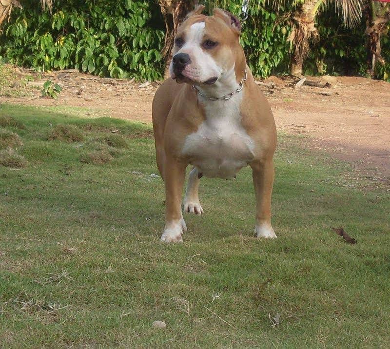Photo of the dog