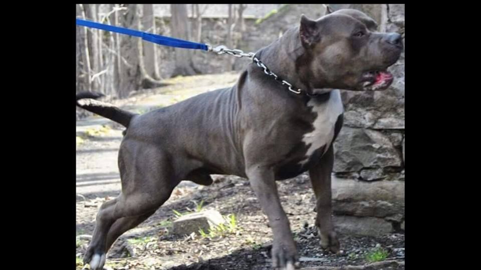 Photo of the dog