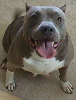 Photo of the dog