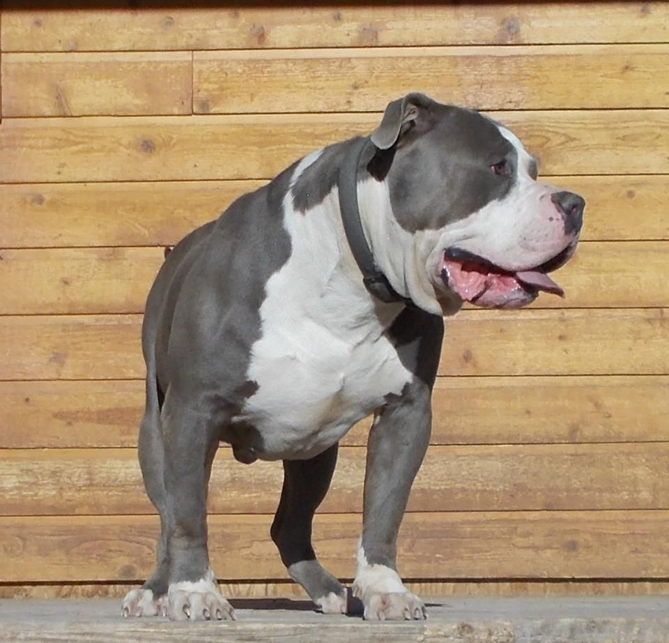 Photo of the dog