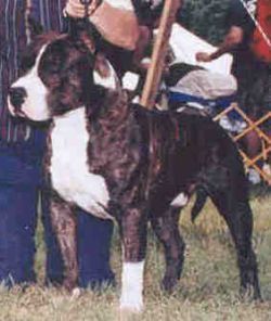 Photo of the dog