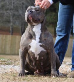 Photo of the dog