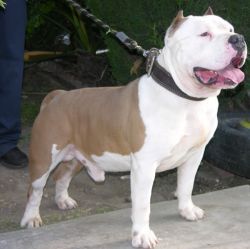 Photo of the dog