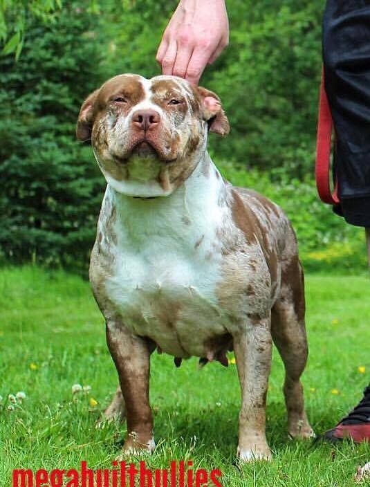 Photo of the dog