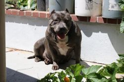 Photo of the dog