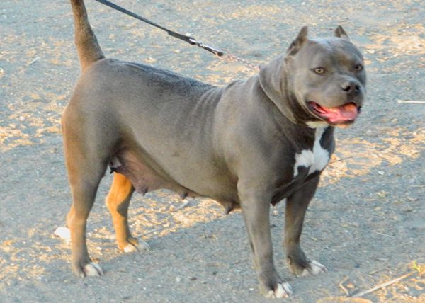 Photo of the dog