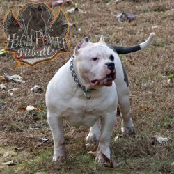 Photo of the dog