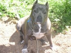 Photo of the dog