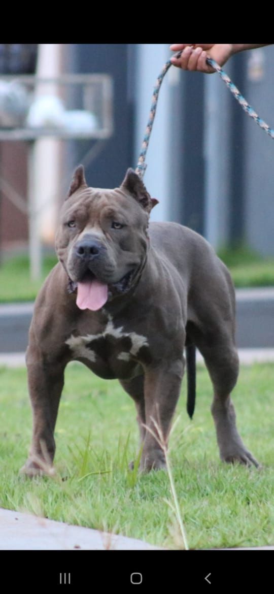 Photo of the dog