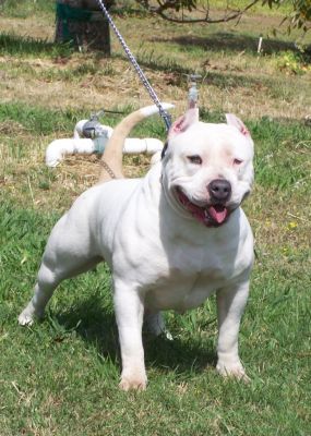 Photo of the dog