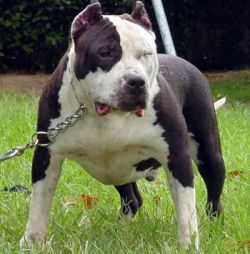 Photo of the dog