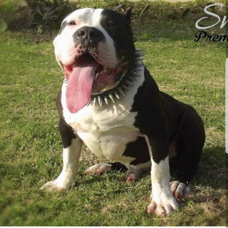 Photo of the dog