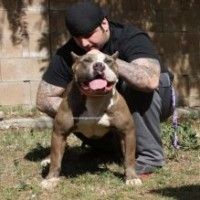 Photo of the dog