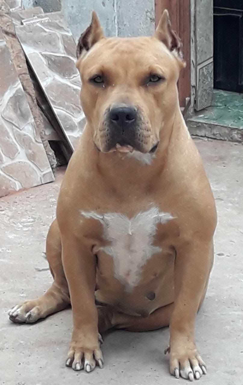 Photo of the dog