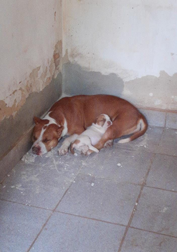 Photo of the dog