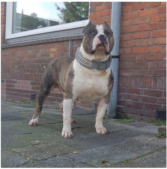 Photo of the dog
