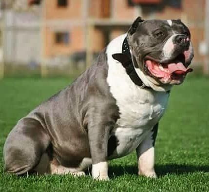 Photo of the dog