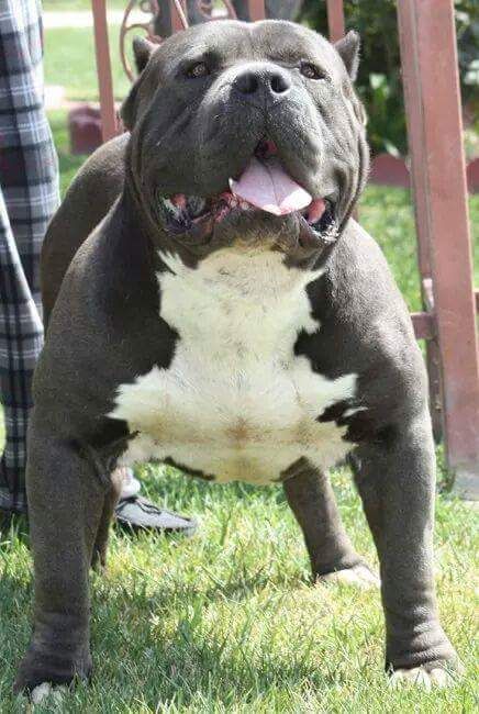 Photo of the dog