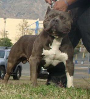 Photo of the dog