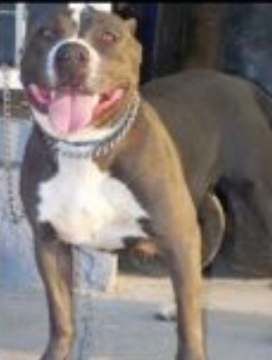 Photo of the dog