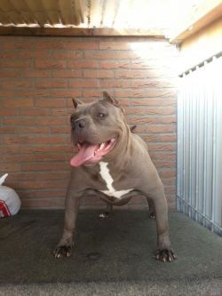 Photo of the dog