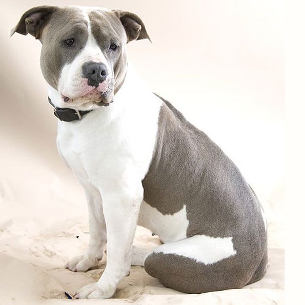 Photo of the dog