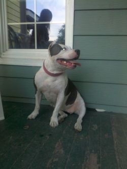 Photo of the dog