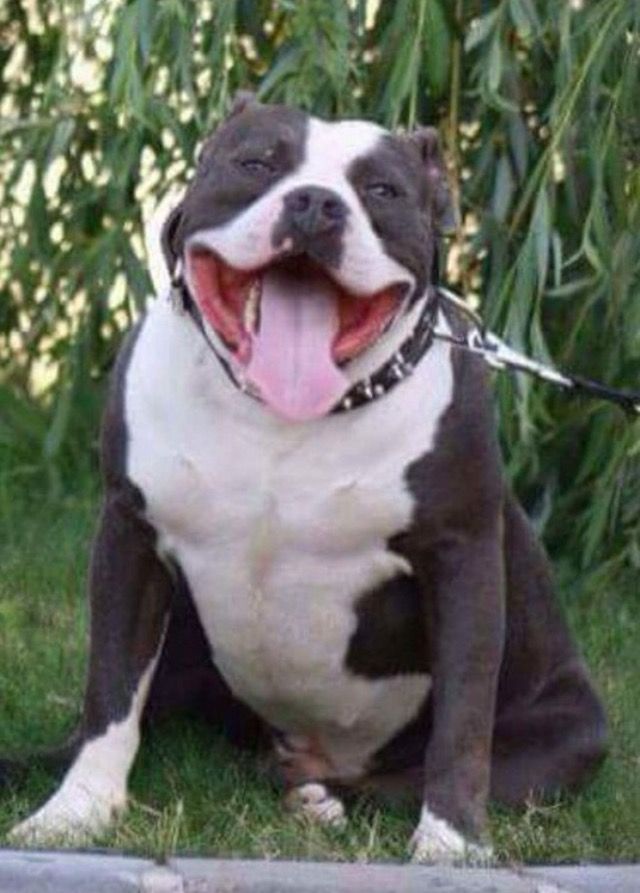 Photo of the dog
