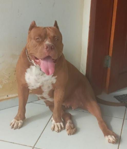 Photo of the dog